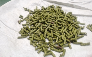 鋸末顆粒一噸能賺多少？顆粒機廠家給你算了一筆賬